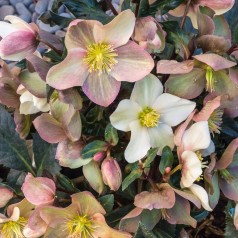Julerose Emma - Helleborus...