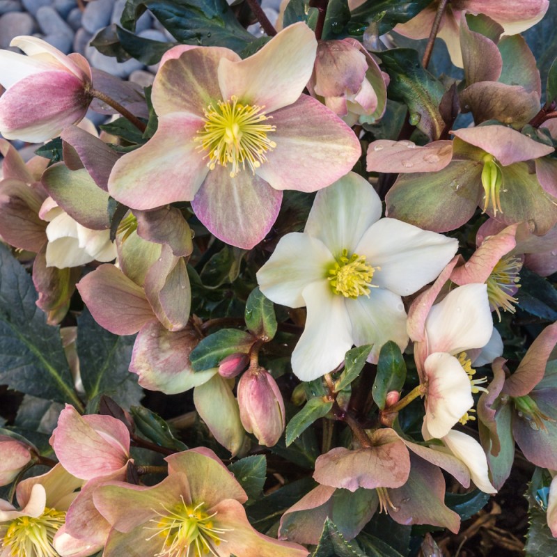 Julerose Emma - Helleborus nigercors Emma