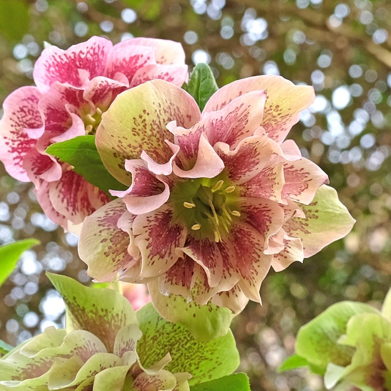 Påskeklokke Double Ellen Pink Spotted - Helleborus orientalis Double Ellen Pink Spotted