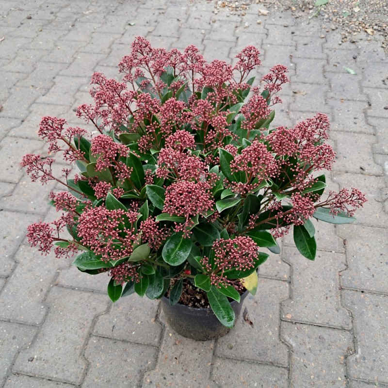 Skimmia japonica Rubella 30+ Blomster