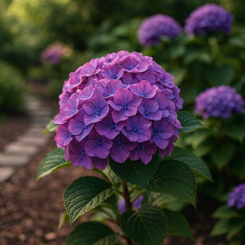 Hortensia Hamburg - Hydrangea macrophylla Hamburg
