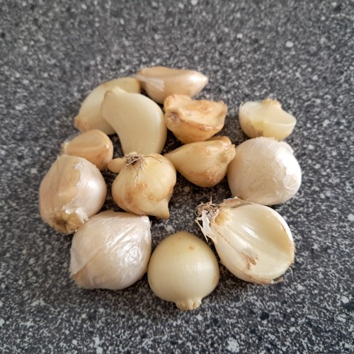 Elefanthvidløg / Porreløg, 5 fed - Allium ampeloprasum