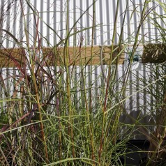 Elefantgræs Flamingo XL 10L - Miscanthus sinensis Flamingo