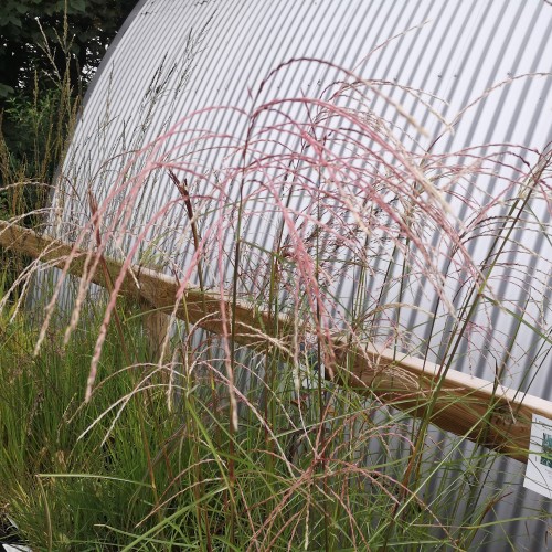 Elefantgræs Flamingo XL 10L - Miscanthus sinensis Flamingo