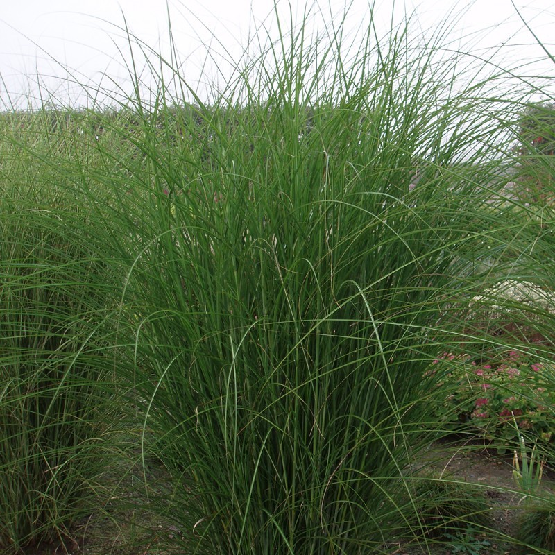 Elefantgræs Smalbladet Gracillimus XL 10L - Miscanthus sinensis Gracillimus