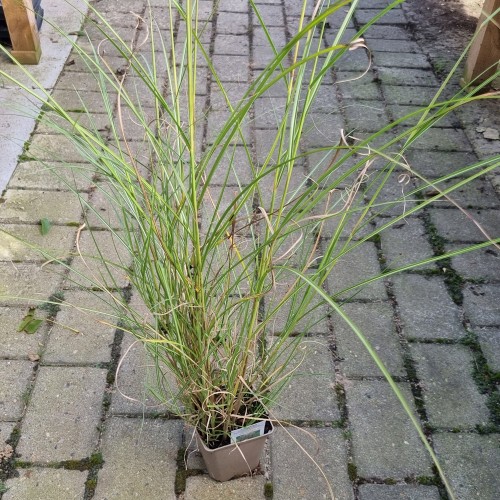 Elefantgræs Kleine Silberspinne XL 10L - Miscanthus sinensis Kleine Silberspinne