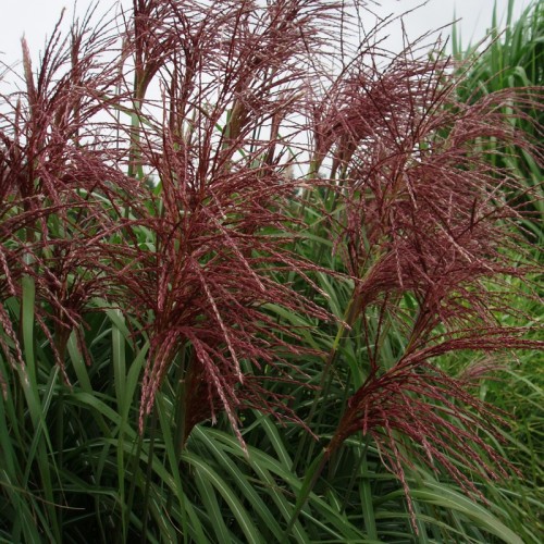 Elefantgræs Malepartus XL 10L - Miscanthus sinensis Malepartus