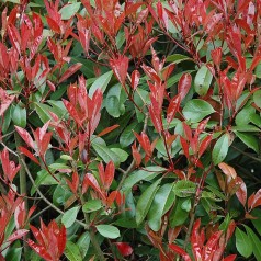 Glansmispel Red Robin 25-50 cm. - Photinia fraseri Red Robin