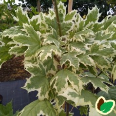 Acer platanoides Drummondii - Hvidbroget Spidsløn / Træ 175-200 cm.
