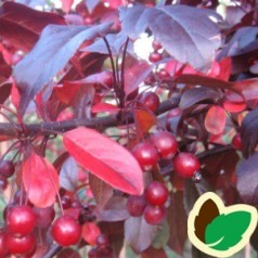 Malus sieboldii Freja - Paradisæble / 175-200 cm.