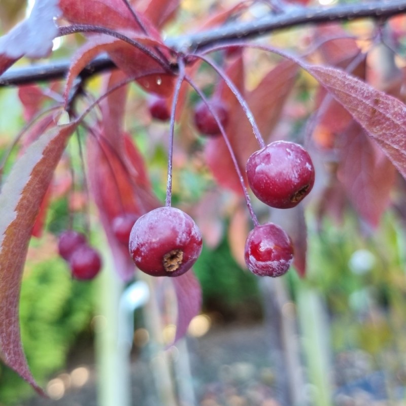 Paradisæble Freja 150-175 cm. - Malus sieboldii Freja