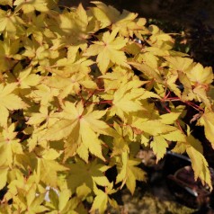 Acer palmatum Summer Gold / Japansk Løn / Japansk Ahorn