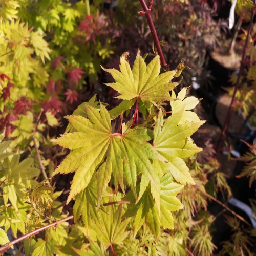 Japansk Ahorn Summer Gold - Acer palmatum Summer Gold