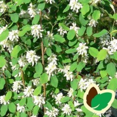 Amelanchier alnifolia Obelisk - Bærmispel / 175-200 cm.
