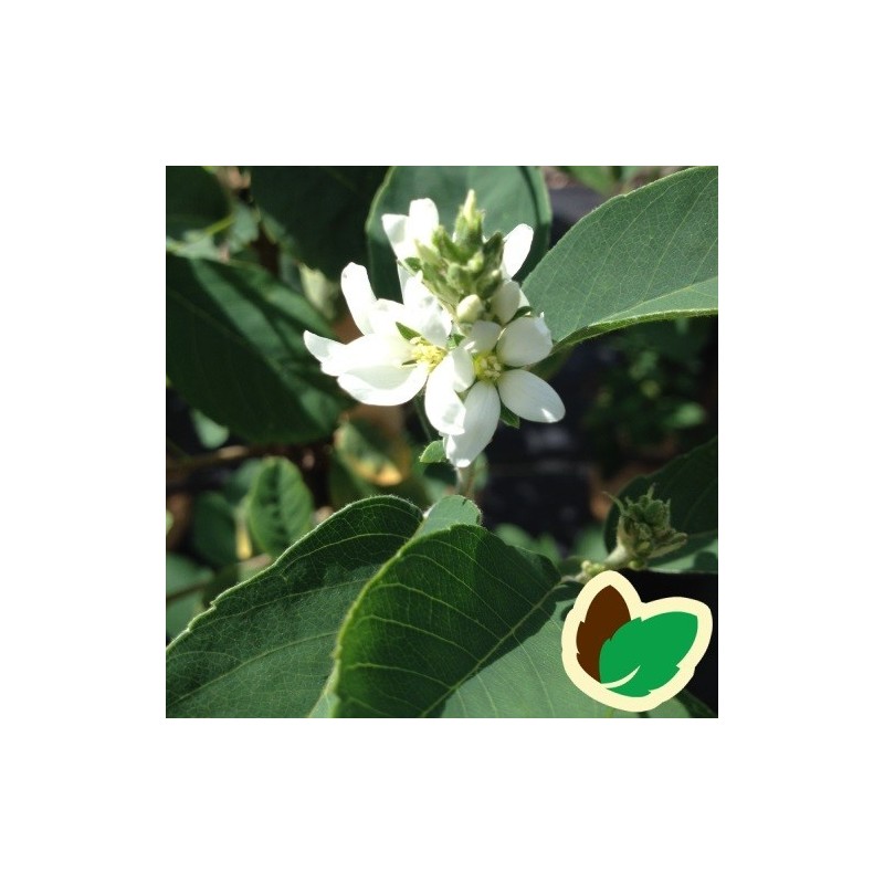 Amelanchier alnifolia Obelisk - Bærmispel / 175-200 cm.