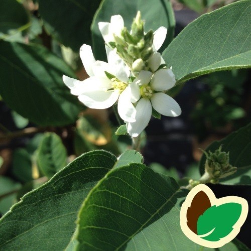 Amelanchier alnifolia Obelisk - Bærmispel / 175-200 cm.