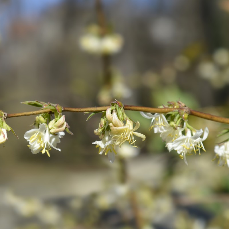 Vinterkaprifolie Winter Beauty 50-60 cm. - Bundt Med 25 Stk. Barrodsplanter - Lonicera purpusii Winter Beauty