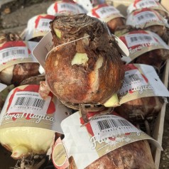 Amaryllis løg, Rød - Hippeastrum