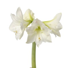 Amaryllis løg, Hvid -...