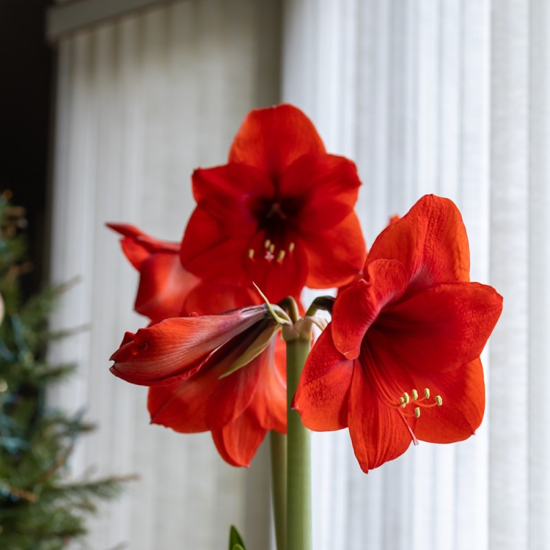 Amaryllis løg, Rød - Hippeastrum