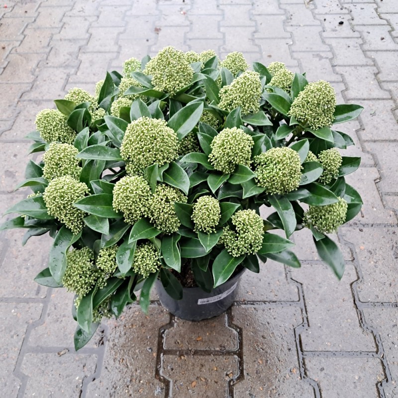 Skimmia japonica White Globe 40+ blomster