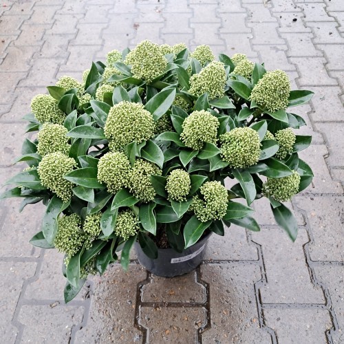 Skimmia japonica White Globe 40+ blomster