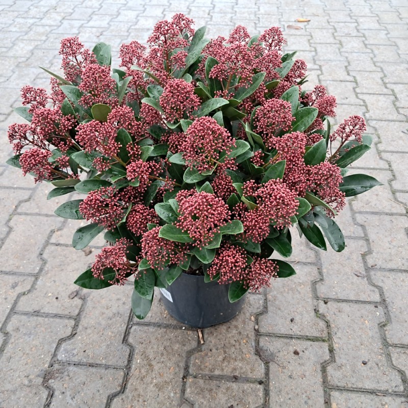 Skimmia japonica Rubella 50+ blomster