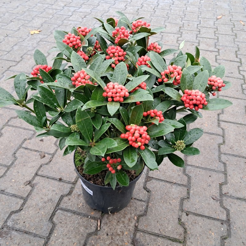 Skimmia japonica Pabella 20+ blomster