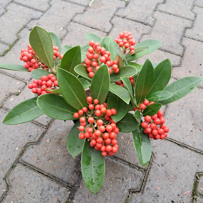 Vinterbær O'Berries Red - Skimmia japonica O'Berries Red