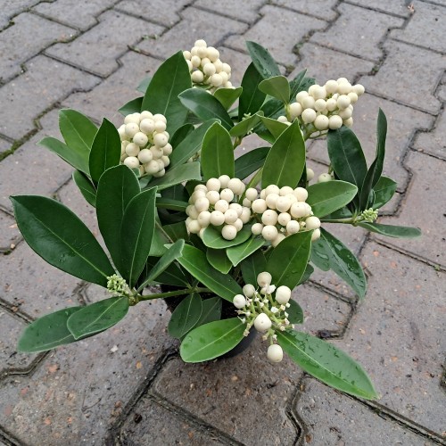Vinterbær O'Berries White - Skimmia japonica O'Berries White