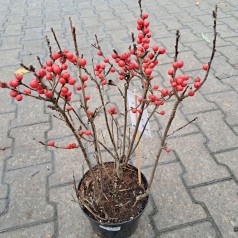 Virginsk Vinterbær Bonfire...