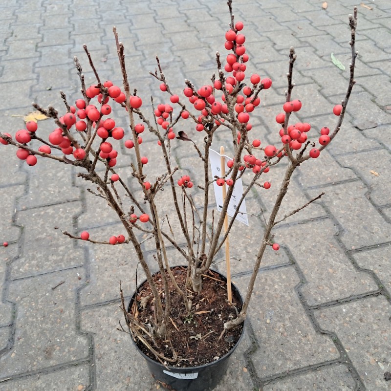 Virginsk Vinterbær Bonfire - Ilex verticillata Bonfire