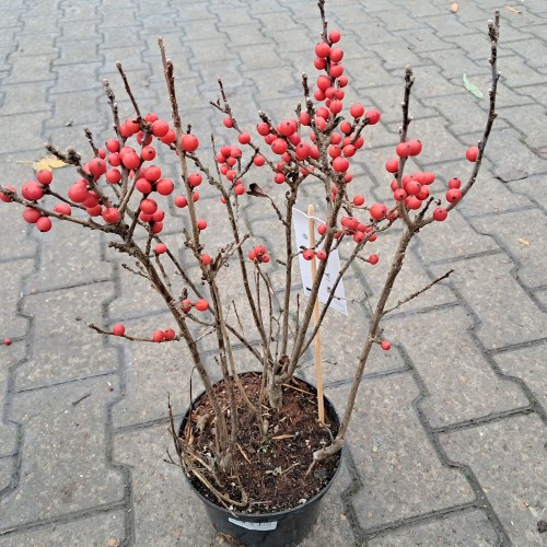 Virginsk Vinterbær Bonfire - Ilex verticillata Bonfire