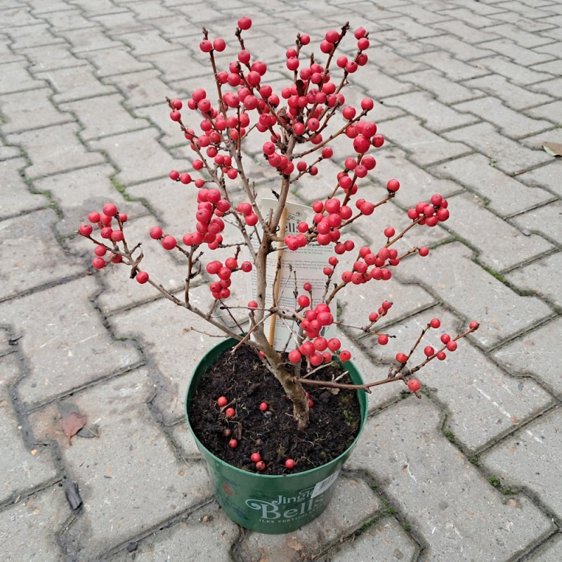 Virginsk Vinterbær Jingle Bells - Ilex verticillata Jingle Bells