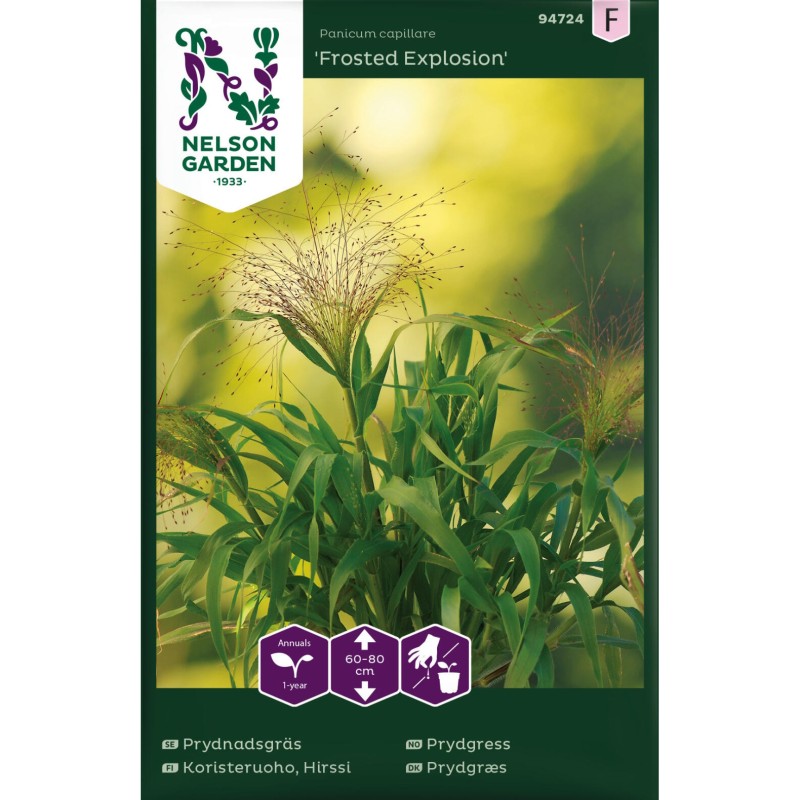 Hårfin Hirse frø, Frosted Explosion