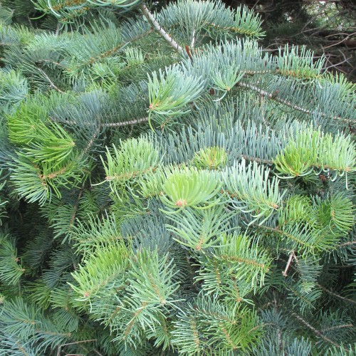Langnålet ædelgran 20-30 cm. - Bundt med 25 stk. barrodsplanter - Abies concolor