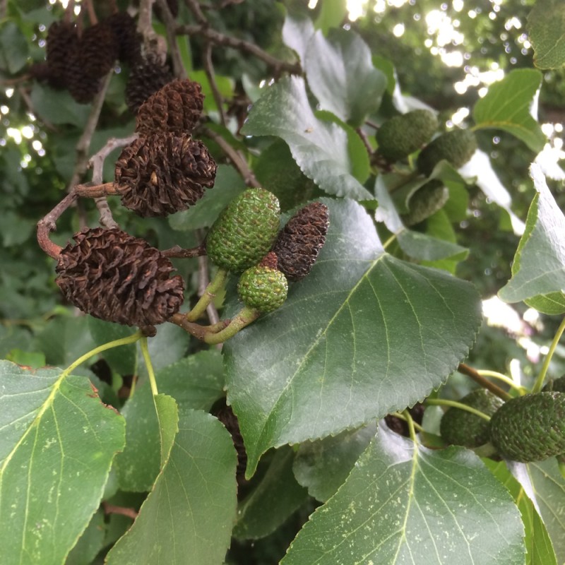 Hjertebladet el 60-80 cm - Bundt med 25 stk. barrodsplanter - Alnus Cordata