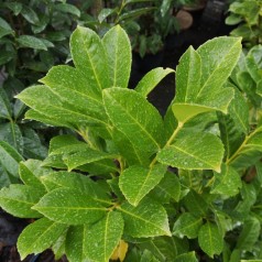 Laurbærkirsebær Novita...