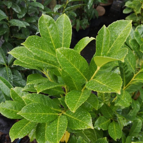 Laurbærkirsebær Novita 60-80 cm. - Bundt Med 10 Stk. Barrods hækplanter - Prunus laurocerasus Novita