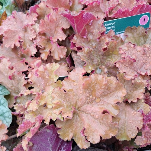 Alunrod Gojiberry - Heuchera hybrid Gojiberry
