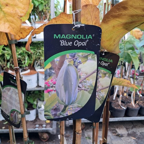 Magnolia Blue Opal