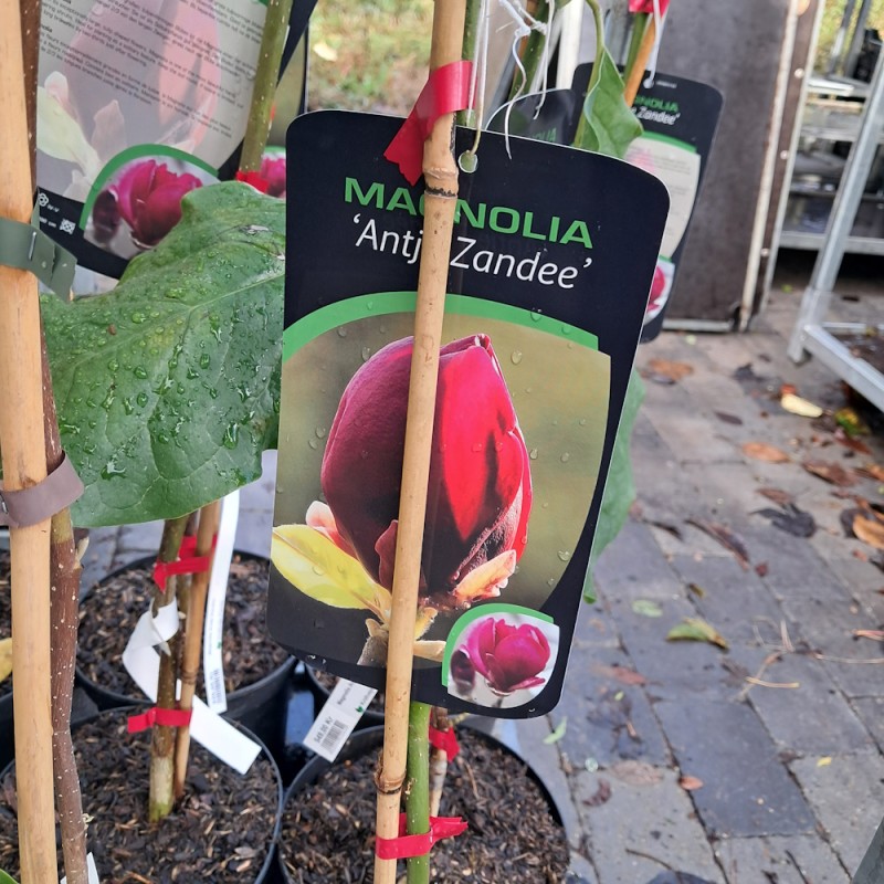 Magnolia Antje Zandee