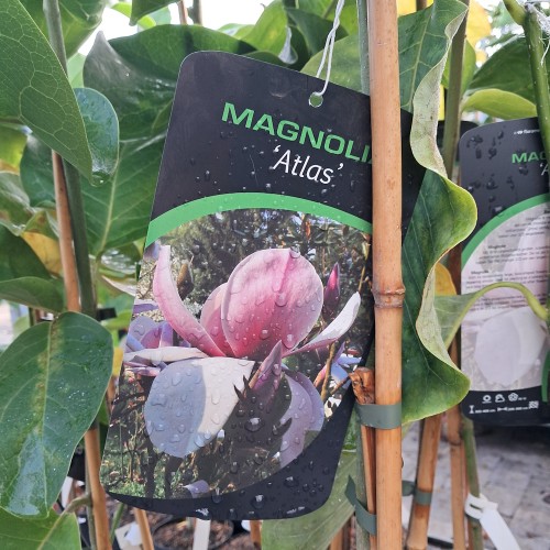 Magnolia Atlas