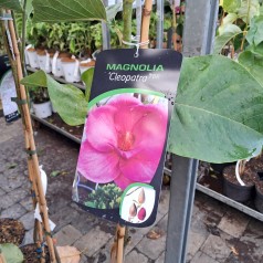 Magnolia Cleopatra