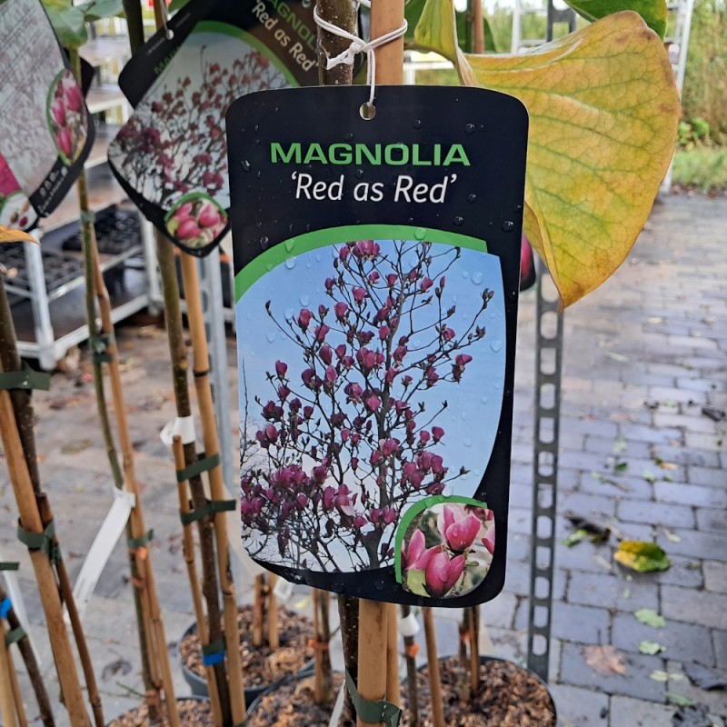 Magnolia Red as Red