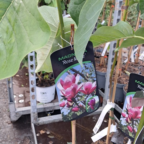 Magnolia Rose Marie
