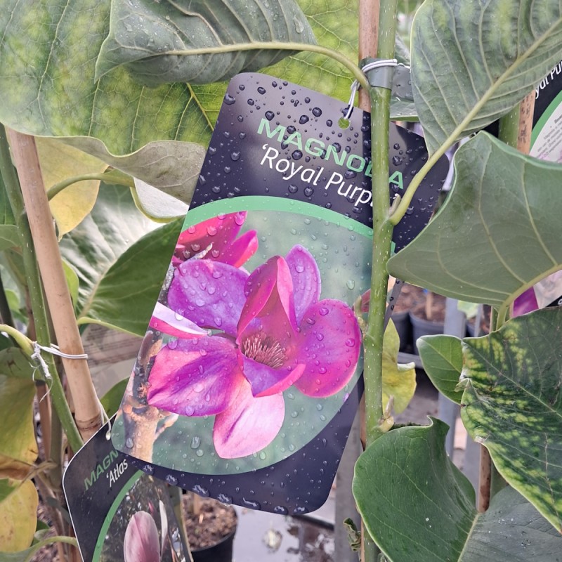 Magnolia Royal Purple