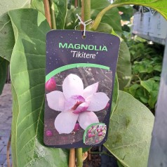 Magnolia Tikitere