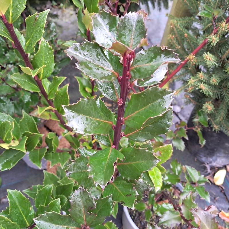 Kristtorn Blue Prince 25-40 cm. - Ilex meserveae Blue Prince