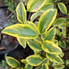 Gulbroget Liguster 60-80 cm. - Bundt Med 25 Stk. Barrodsplanter - Ligustrum ovalifolium Aureum